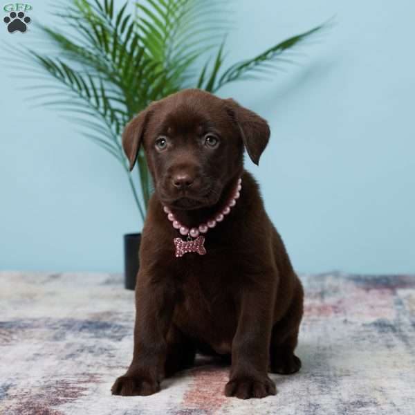 Trixie, Chocolate Labrador Retriever Puppy